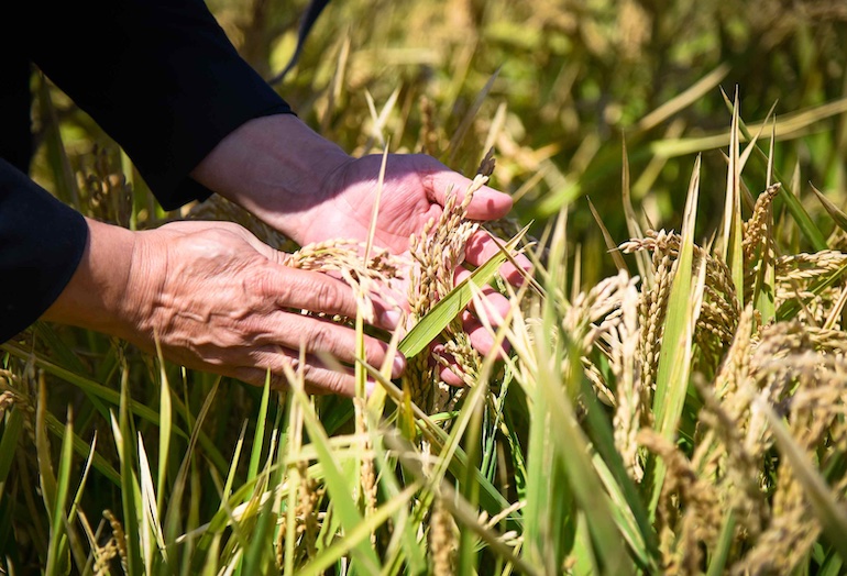 Какие сорта риса выращивают в Крыму?