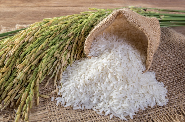 В Крыму собрали первый за 8 лет урожай риса