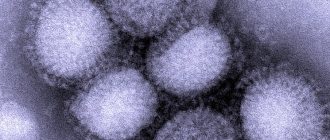 Вирус H1N1 - свиной грипп