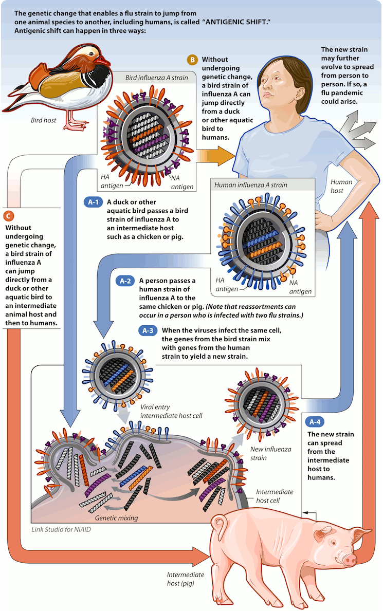 Вирус свиного гриппа в Крыму