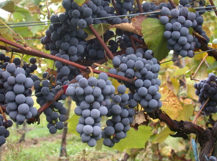 Винодельческие ресурсы Крыма